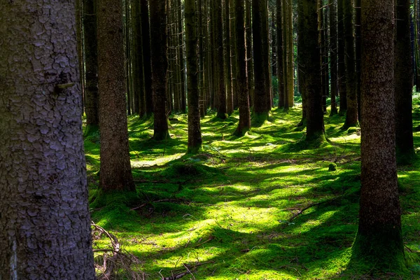 Floresta Sombria Com Musgo Uma Floresta Profunda — Fotografia de Stock