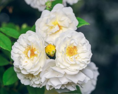 Beyaz gül çalılarının çiçekleri.