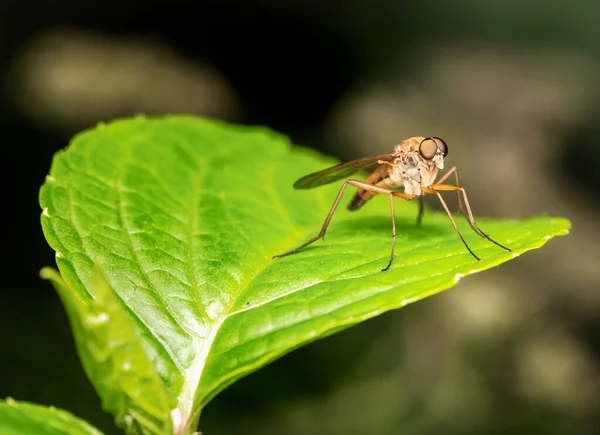 Makro Einer Räuberfliege Auf Einem Grünen Blatt — Stockfoto