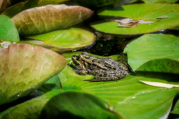 Grüner Frosch Sitzt Auf Einem Seerosenblatt — Stockfoto