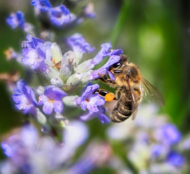 Mavi çiçekli bir arı makro 'su