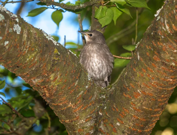 Closeup Black Starling Bird Sitting Tree — Stock Photo, Image