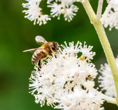 Rodgersia çiçeğinin polen saçan arı makrosu.