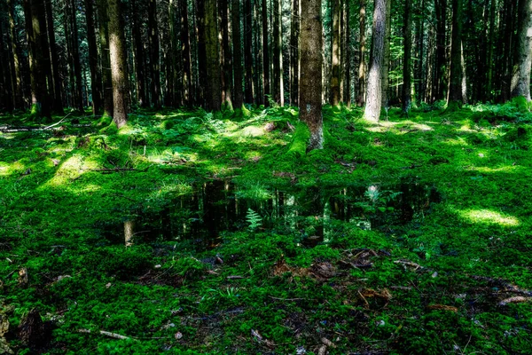 Pequena Lagoa Bosques Profundos — Fotografia de Stock