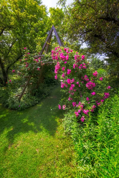 Idyllic Rose Garden Pink Flowering Rambler Roses — Stock Photo, Image