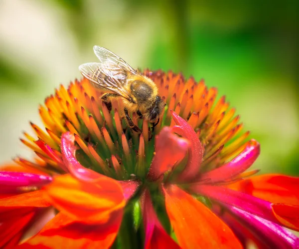 Macro Une Abeille Recueillant Nectar Dans Une Fleur Échinacée — Photo