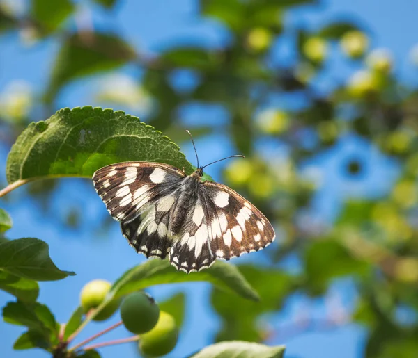 Macro Uma Borboleta Branca Marmorizada — Fotografia de Stock