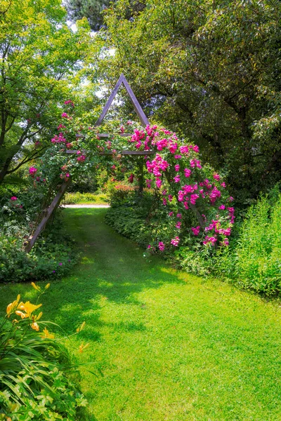 Idyllic Rose Garden Pink Flowering Rambler Roses — Stock Photo, Image