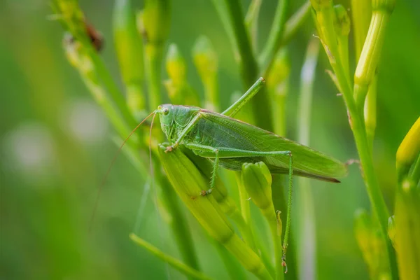 Makro Einer Grünen Heuschrecke — Stockfoto