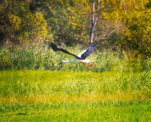 White Stork Flying Meadow — Stock Photo, Image