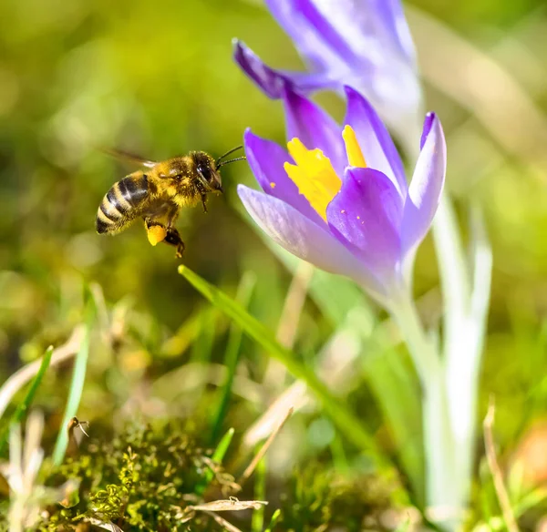 Macro Ape Che Vola Verso Fiore Croco Viola — Foto Stock