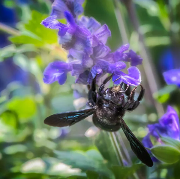 Macro Una Abeja Carpintera Violeta Xilocopa Violacea Recolectando Néctar Una — Foto de Stock