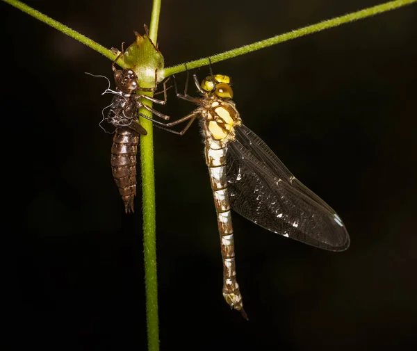 Macro Van Een Dragnonflyon Een Plant Die Net Larve Huid — Stockfoto