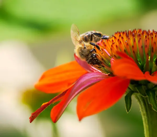 Makro Ett Som Samlar Nektar Echinacea Blomma — Stockfoto