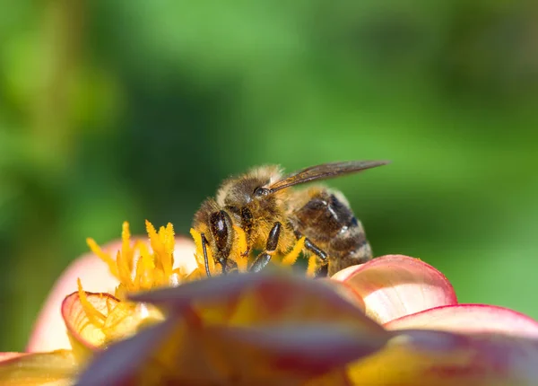 Macro Une Abeille Pollinisant Une Fleur Dahlia — Photo