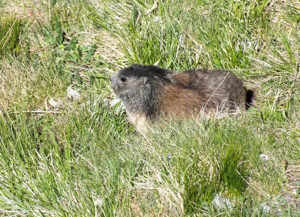 Marmot — Stock Photo, Image