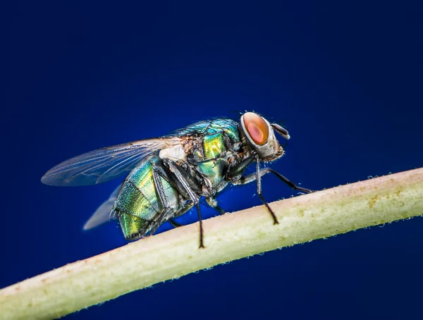 Schmeißfliegen — Stockfoto