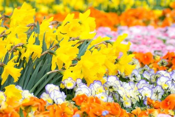 Gorgeous Flower Bed — Stock Photo, Image