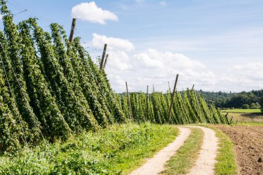 hop Bahçe boyunca ülke şeritli