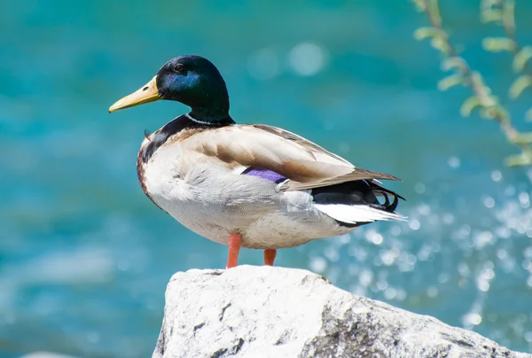 Pato. — Fotografia de Stock