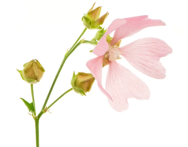 Malva rosa aislada — Foto de Stock