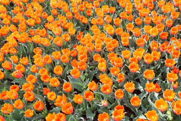 Fleurs de tulipe orange — Photo