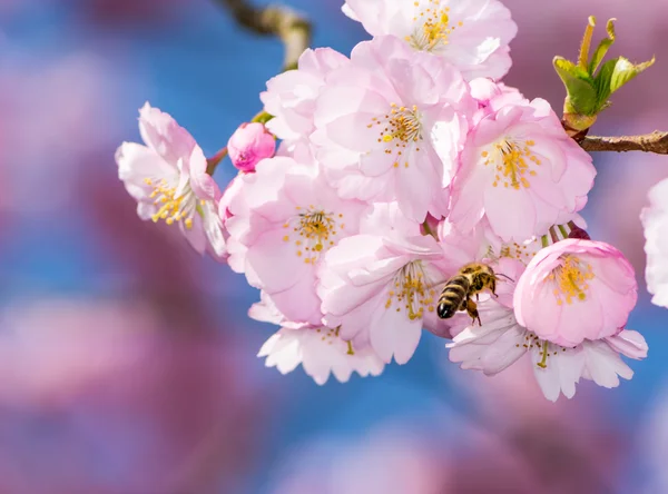 Bee at a Flowering Cherry Tree — Stock Photo, Image