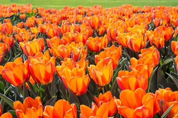 Vibrant spring colours — Stock Photo, Image