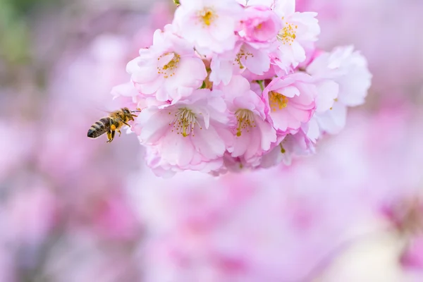 Ape a un albero di ciliegio in fiore — Foto Stock