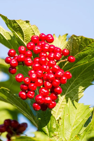 Reife rote Beeren — Stockfoto