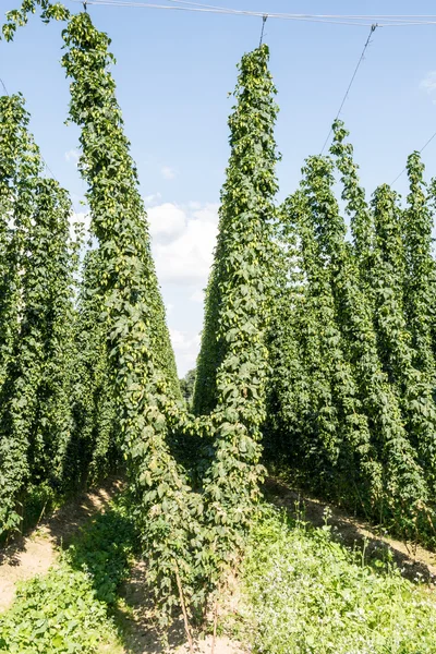 Växande humle — Stockfoto