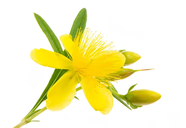 St. John Wort aislado — Foto de Stock