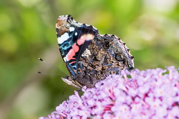 Mariposa dama pintada — Foto de Stock