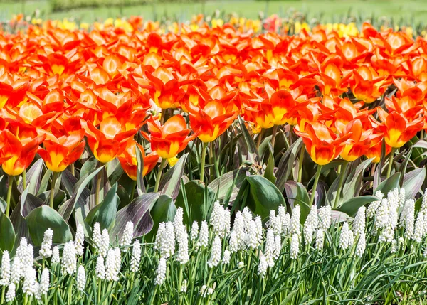 Orange tulips — Stock Photo, Image