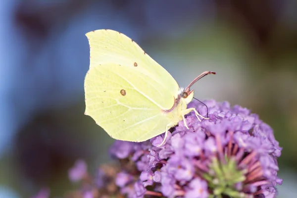 Brimstone Butterfly — Stock Photo, Image