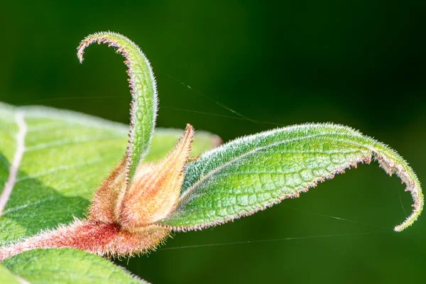 Frische Blätter — Stockfoto