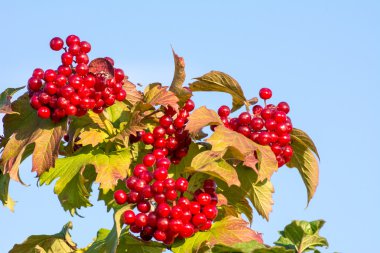 Olgun kırmızı meyveler