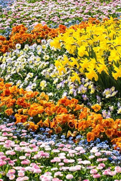 Mar de flores — Fotografia de Stock