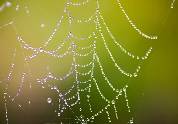 Gotas de orvalho em uma Cobweb — Fotografia de Stock
