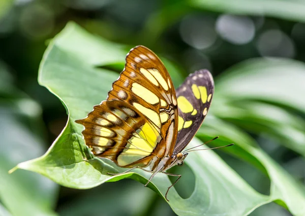 在哥伦比亚斑纹蝴蝶 — 图库照片
