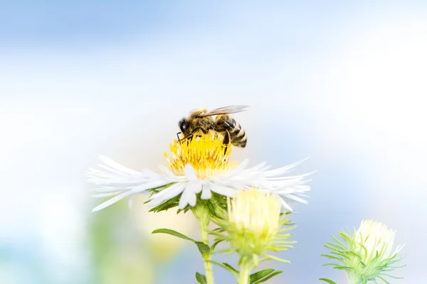 Nectar d'abeille sur une fleur d'aster — Photo
