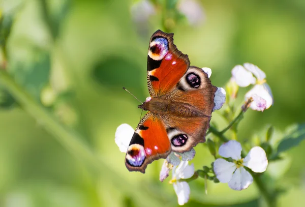 Borboleta europeia de pavão — Fotografia de Stock