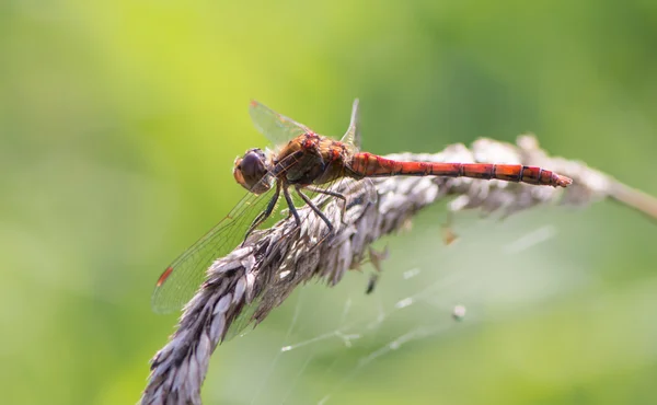 Ruddy Darter libélula — Foto de Stock