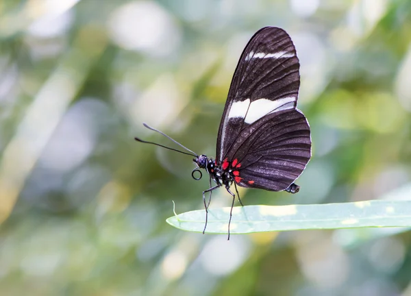 Tropisk sommerfugl – stockfoto