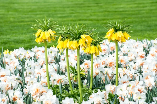 Fritillaria imperialis — Fotografia de Stock