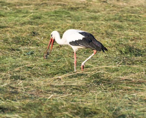 Stork with its Prey — Stock Photo, Image