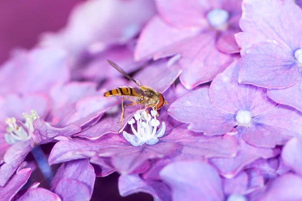 Hoverfly na kwiecie hortensji — Zdjęcie stockowe