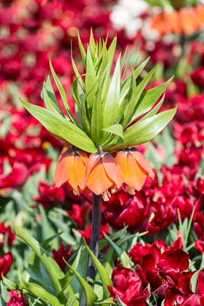 Fritillaria imperialis — Fotografia de Stock