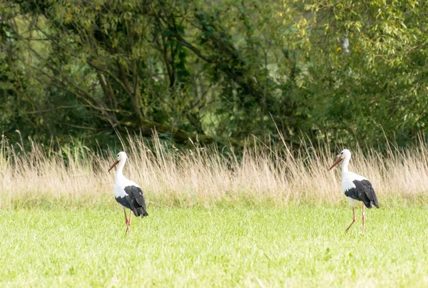 Two Storks in the meadow — Stock Photo, Image