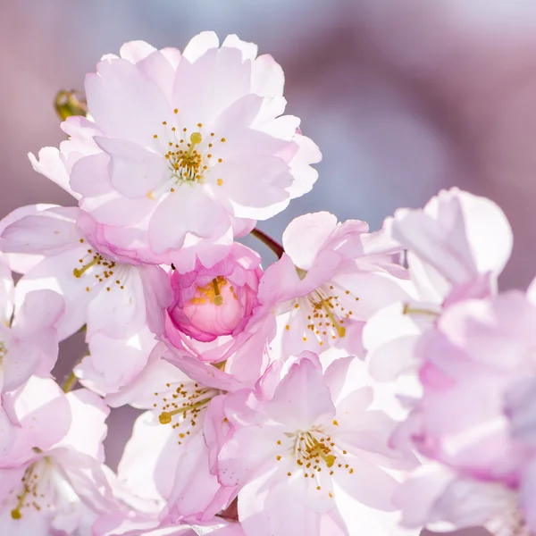 Rózsaszín cseresznye virágok — Stock Fotó